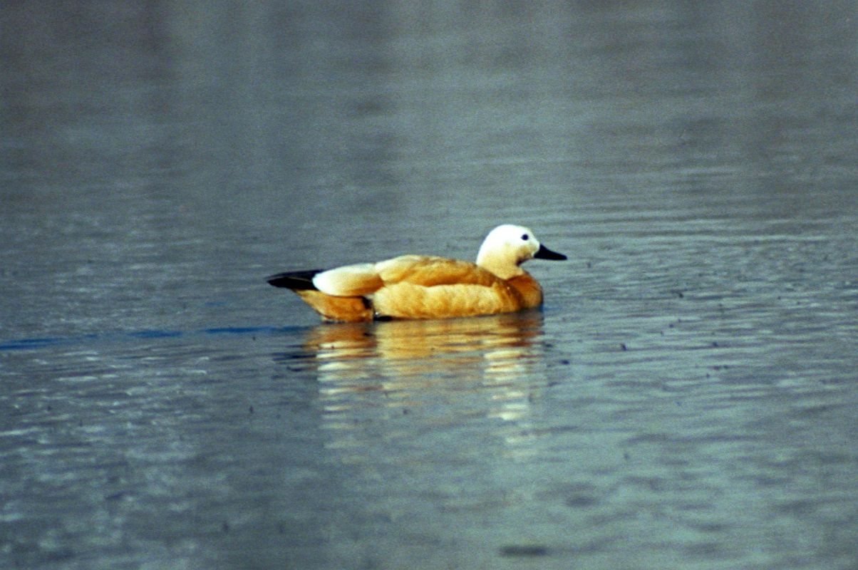 To Gokyo 3-6 First Gokyo Lake And Brahminy Duck